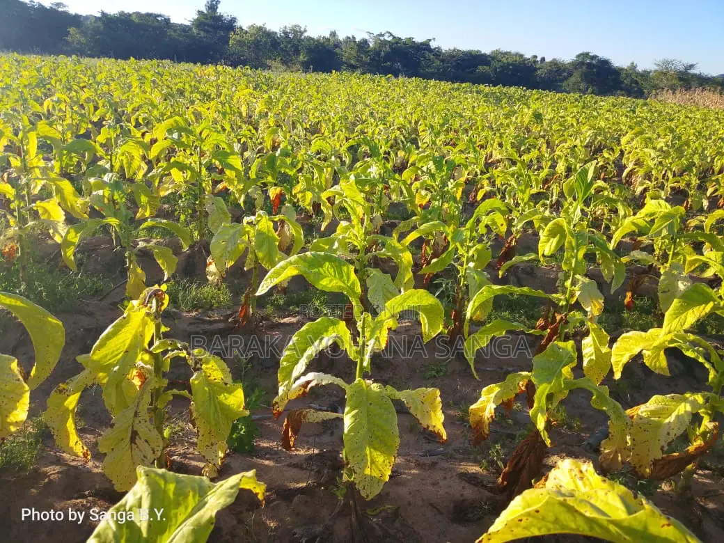 Shamba Ekari 17 Linahati Linauzwa Ufunda Wilaya Ya Iringa in Ifunda