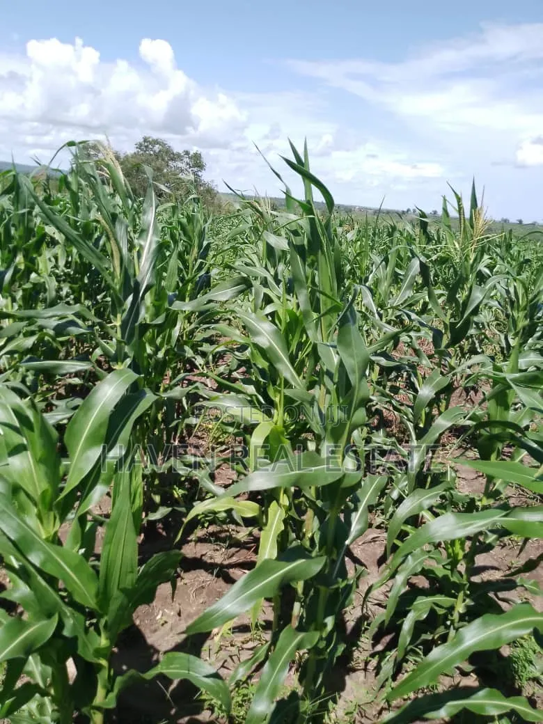 Shamba La Ekari 6000 Linauzwa Pangani in Pangani A (West)
