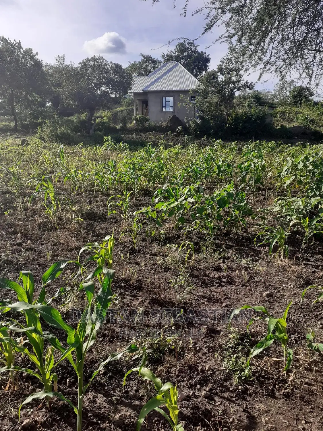 Viwanja Bora 20 Kwa 20 Kutoka Real Kambele Kuanzia 1.6M in Arusha
