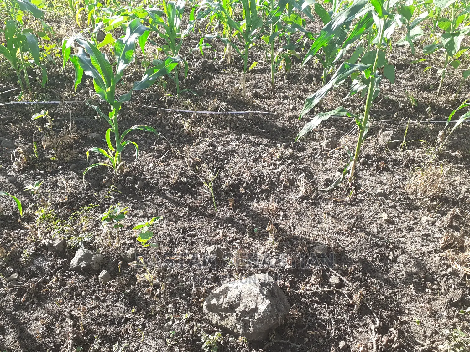Viwanja Vya Makazi 20 Kwa 20 Bei Kuanzia 1.6M in Arusha