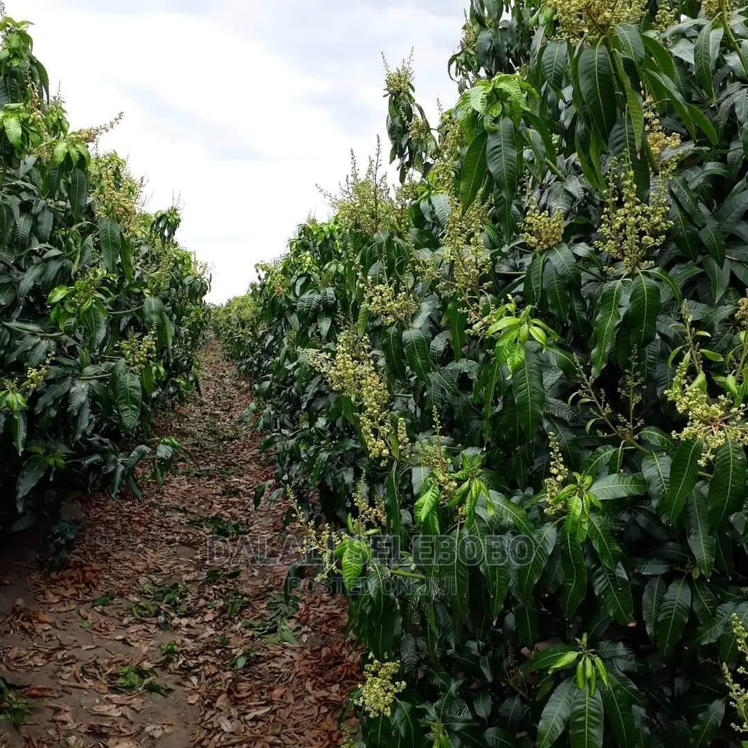 Plot Heka 1450 Sale at Dumila in Dumila