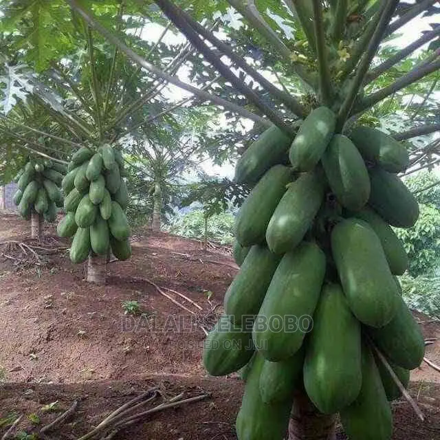 Plot Heka 1450 Sale at Dumila in Dumila