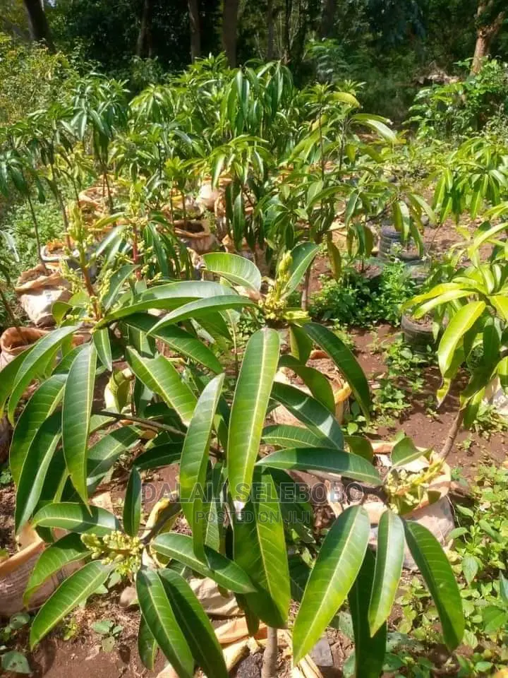 Plot Heka 1450 Sale at Dumila in Dumila