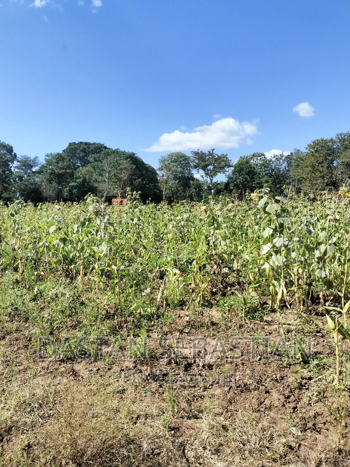 Farms and Land for Sale Arusha and Kilimanjaro in Arusha