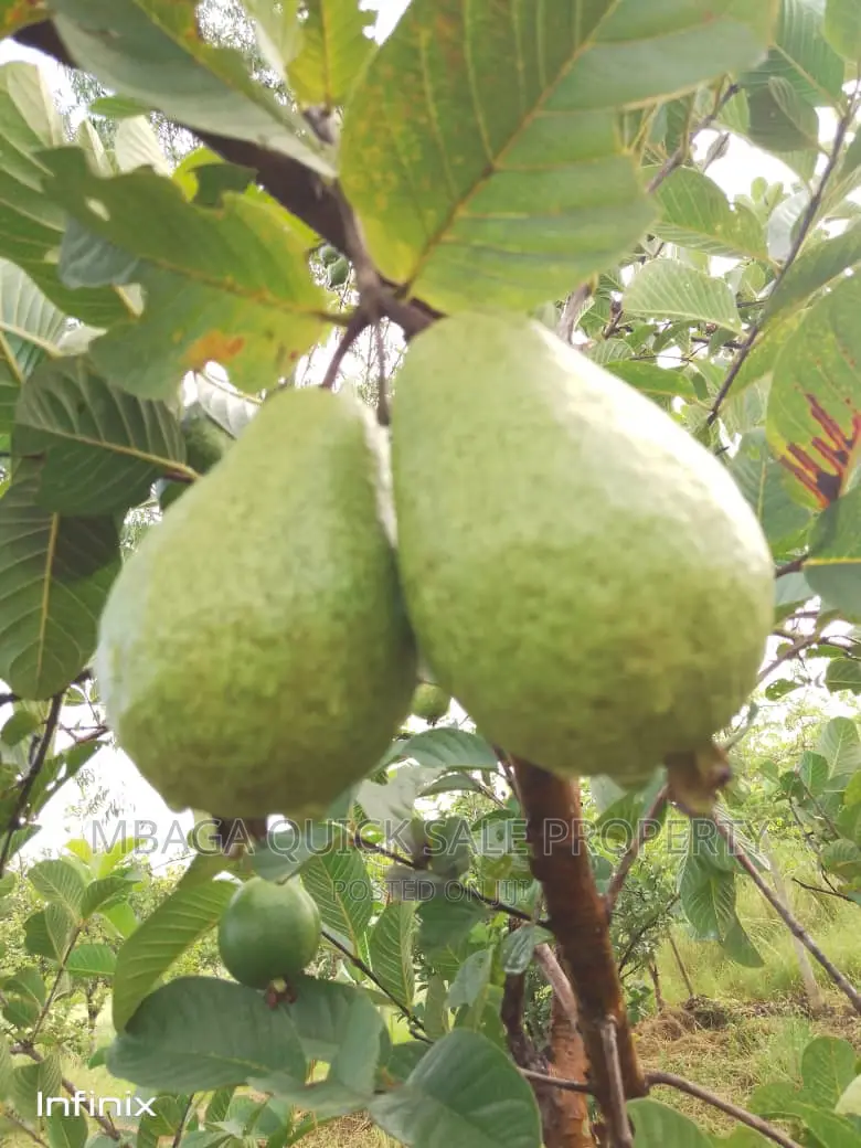 Farm for Sale at Mbwewe Chalinze in Chalinze
