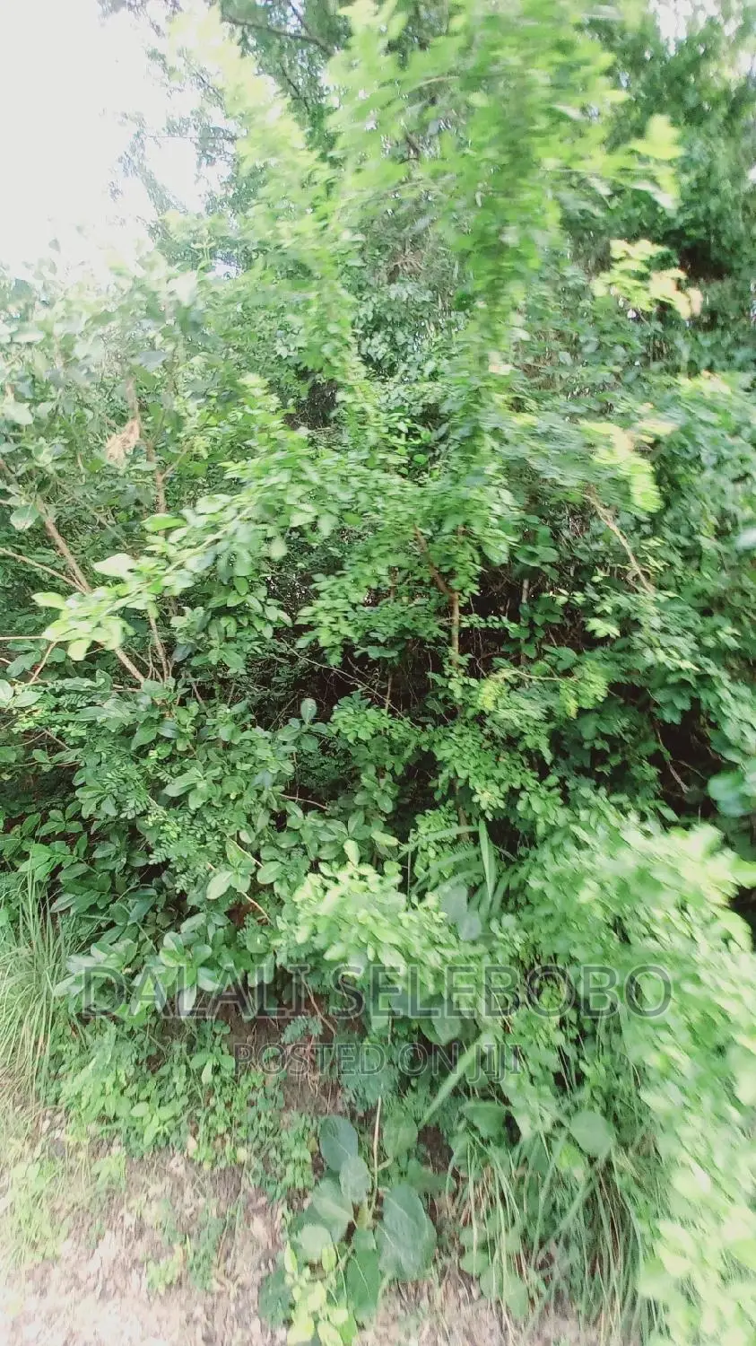 Kyegolomola Kiziru Kyaifo in Karabagaine
