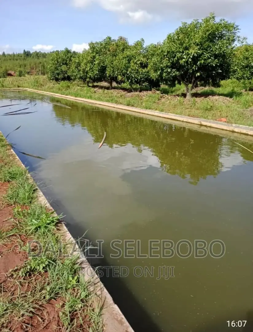 Hekari 200 Sale Njobe Iringa Bilioni4 in Njombe Rural