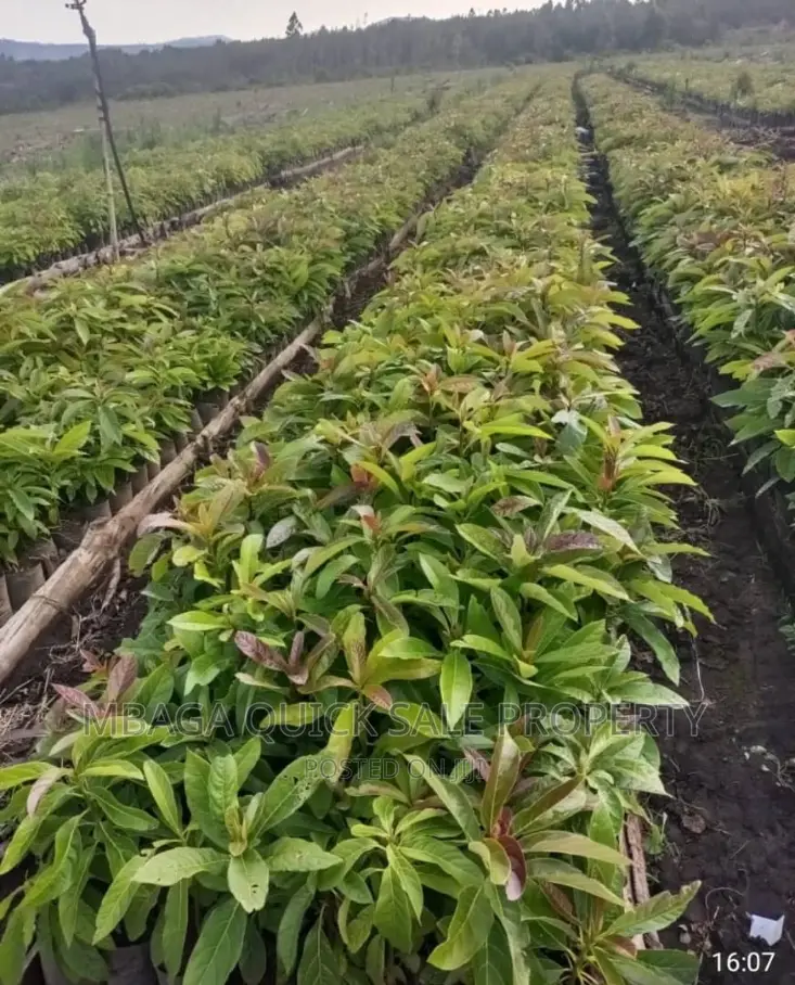 Avocado Farm for Sale at Njombe in Njombe Rural