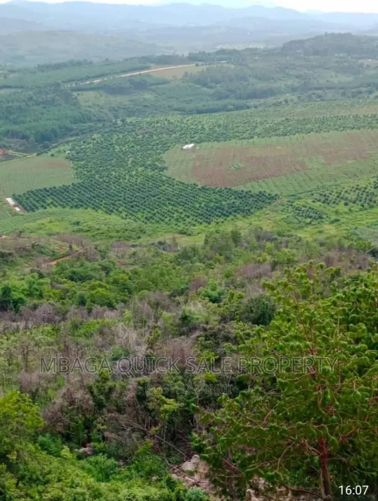 Avocado Farm for Sale at Njombe in Njombe Rural