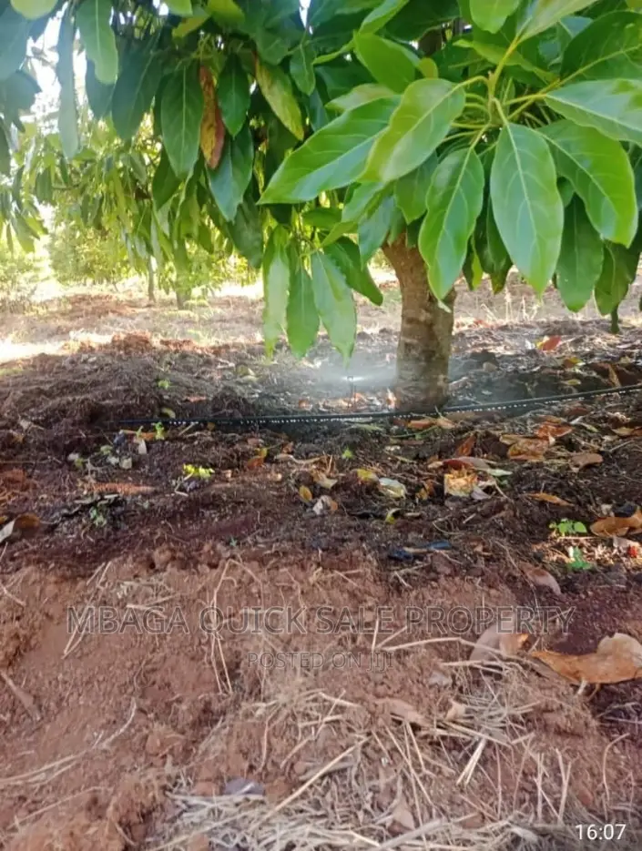 Avocado Farm for Sale at Njombe in Njombe Rural