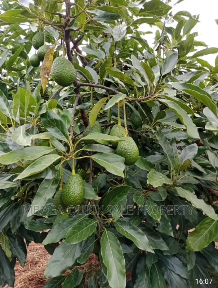 Avocado Farm for Sale at Njombe in Njombe Rural