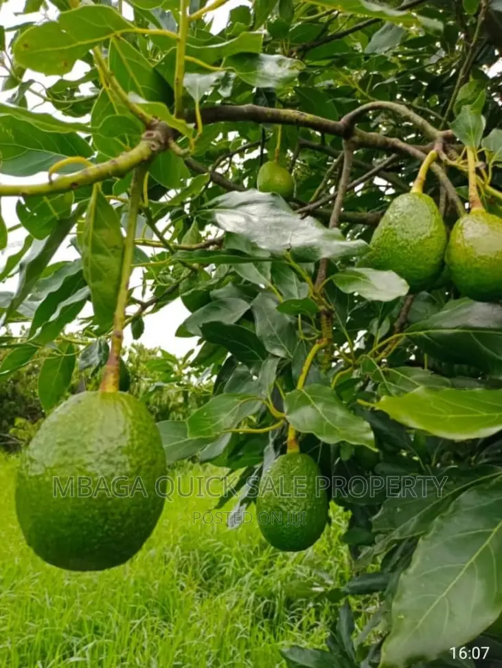 Avocado Farm for Sale at Njombe in Njombe Rural