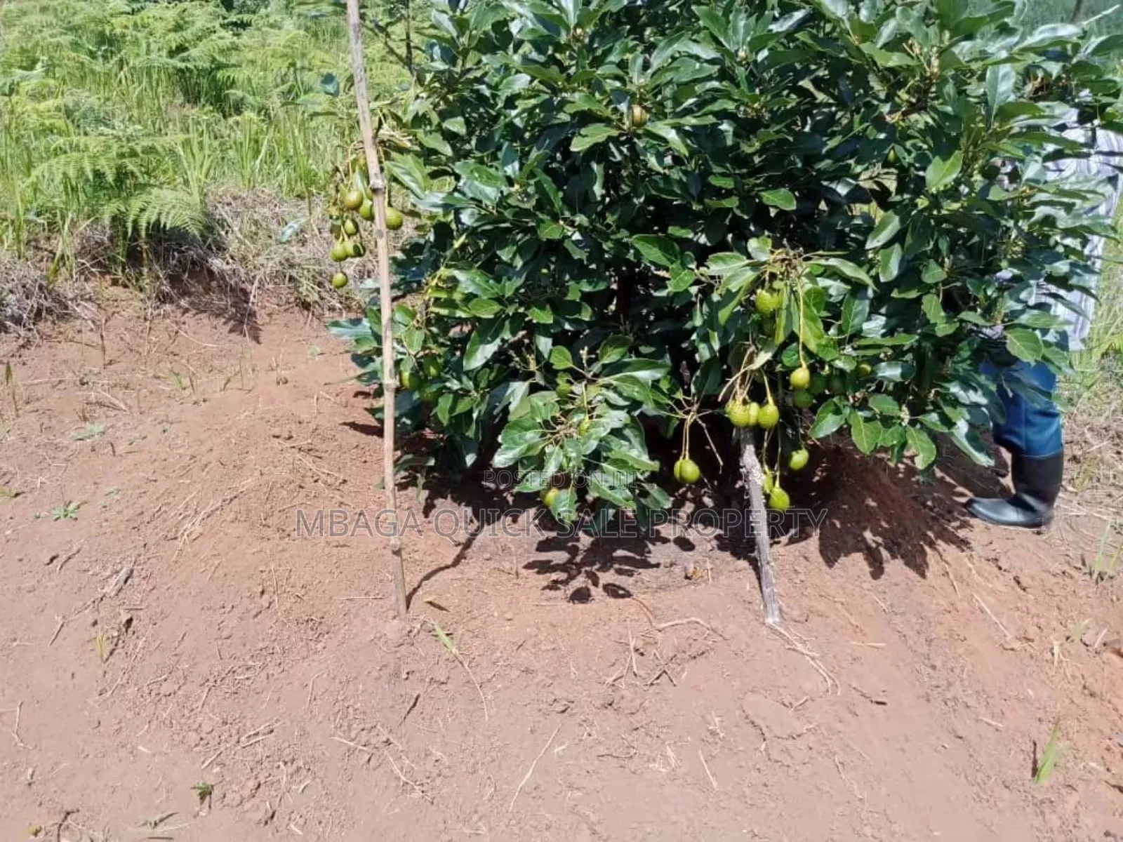 Shamba Linauzwa Kifanya Njombe in Kifanya