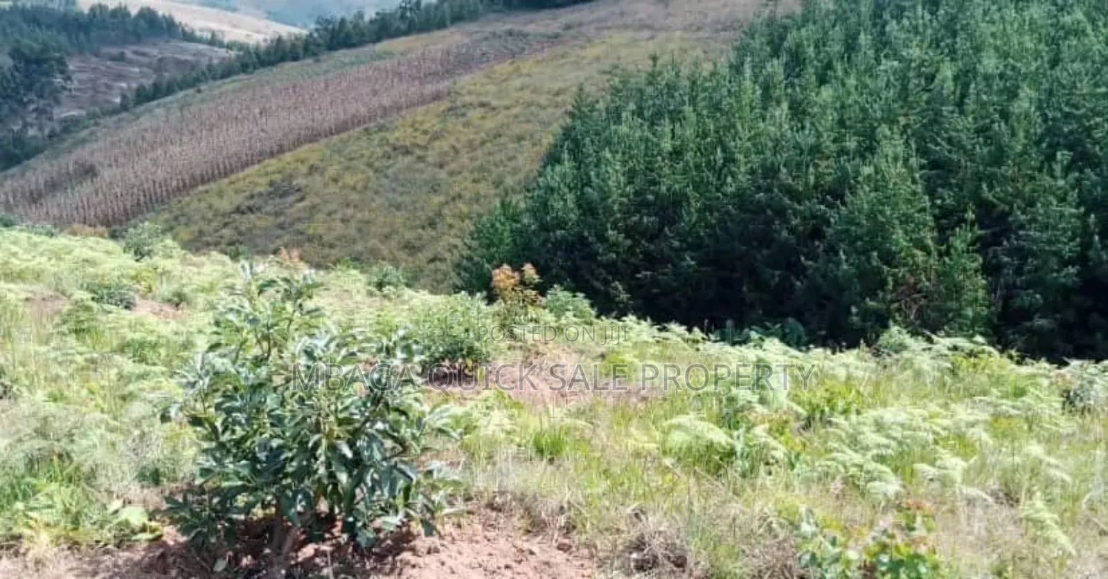 Shamba Linauzwa Kifanya Njombe in Kifanya