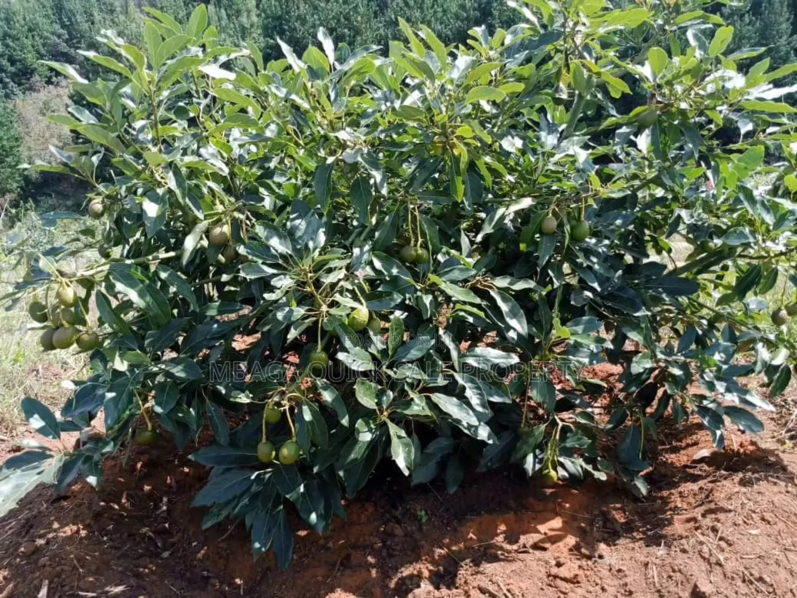 Shamba Linauzwa Kifanya Njombe in Kifanya