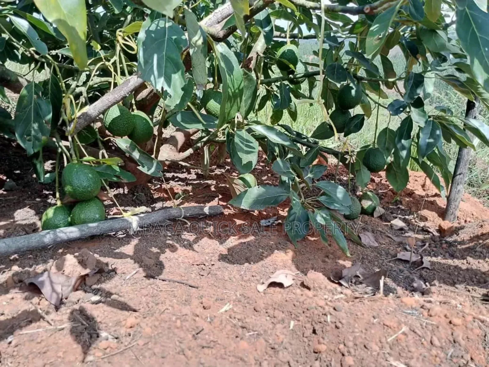 Farm for Sale at Njombe in Njombe Rural