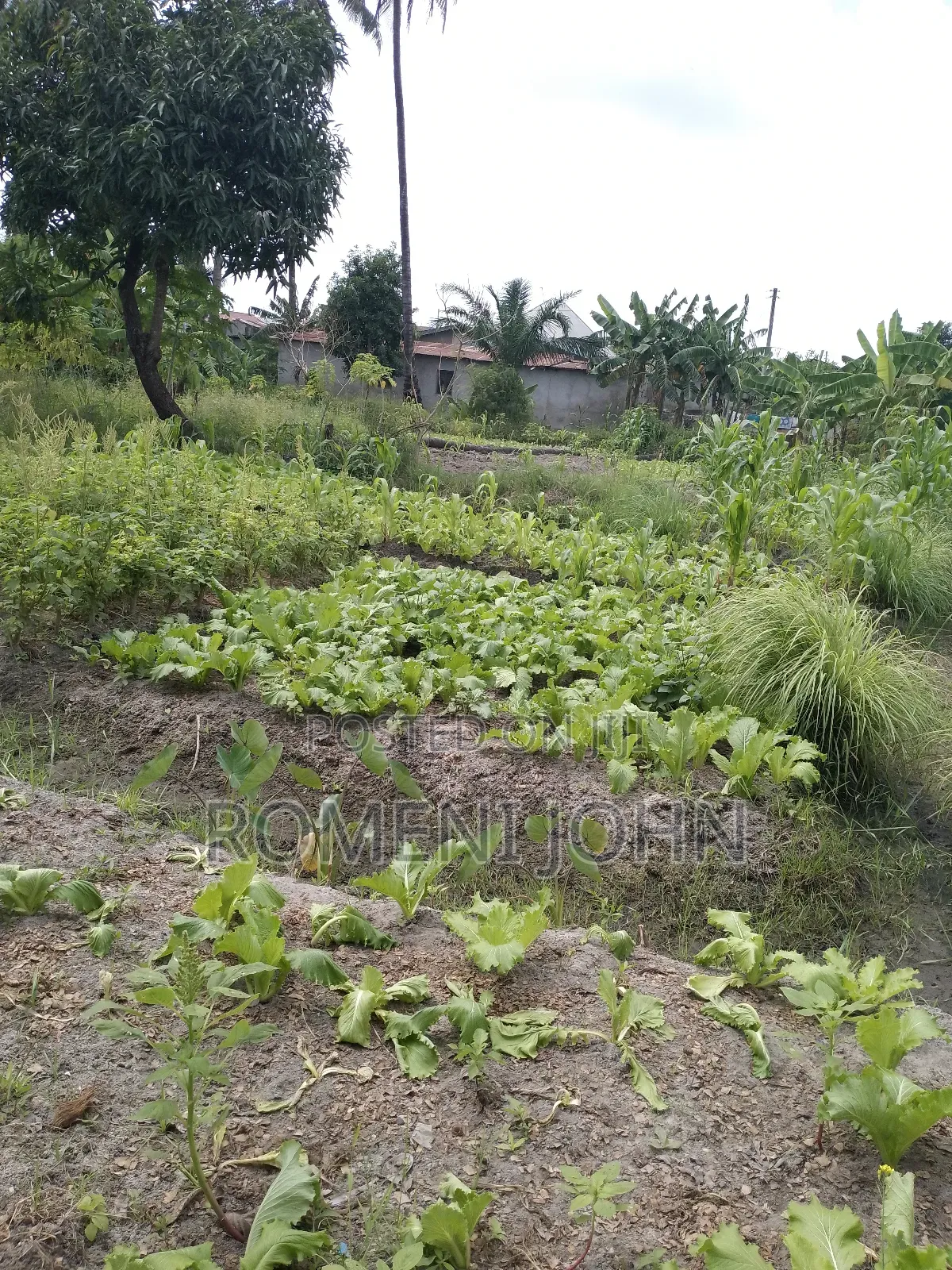 Kiwanja Sqmita 2000 Kinauzwa Milioni 55 Kipo Ukonga Mazizini in Ilala