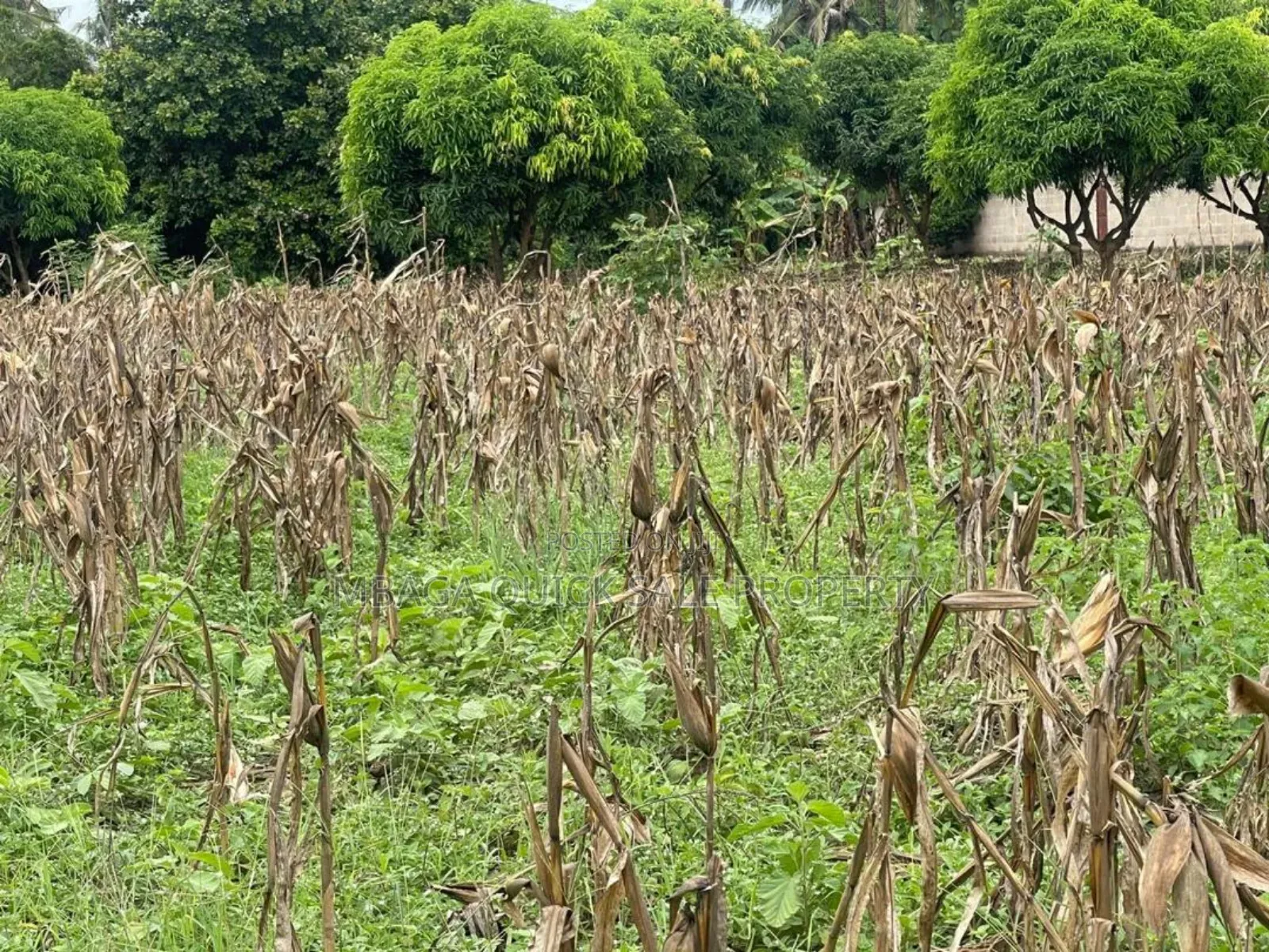 Plot for Sale at Kibaha Miembeni in Kibaha