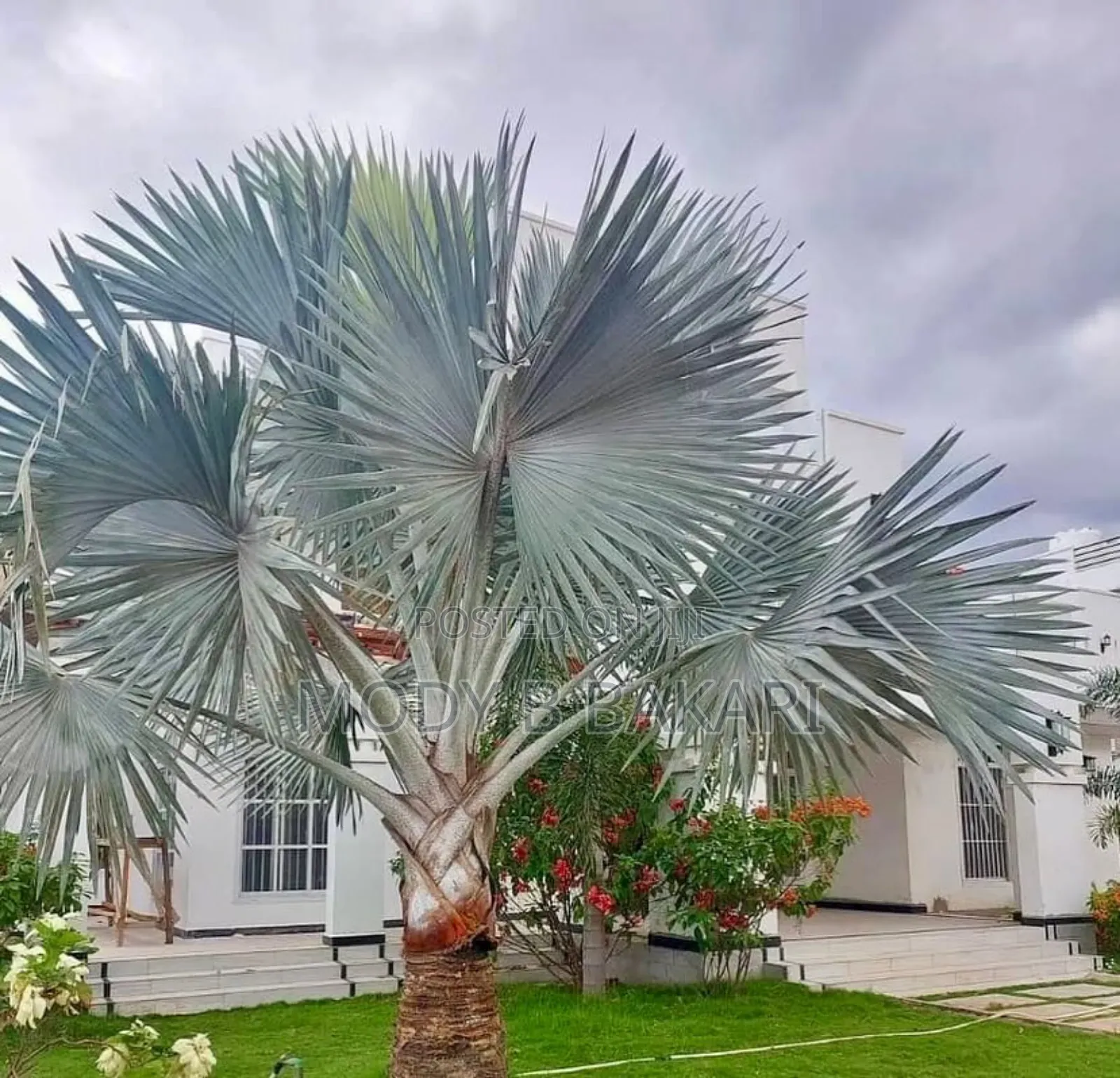 Furnished 4bdrm Villa in Mikocheni for rent in Mikocheni