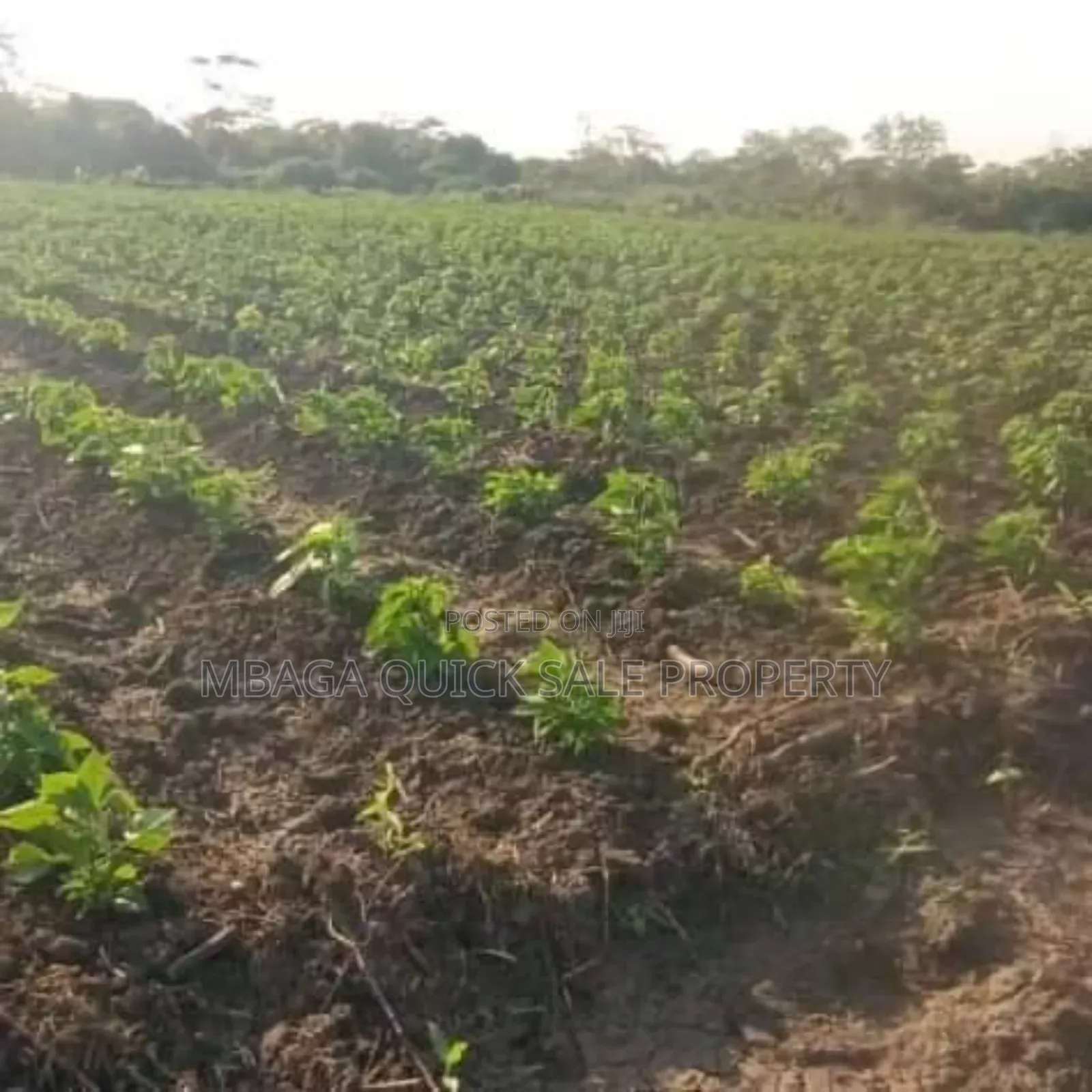 Farm Along the River With 184 Acres at Bagamoyo Wami River in Bagamoyo