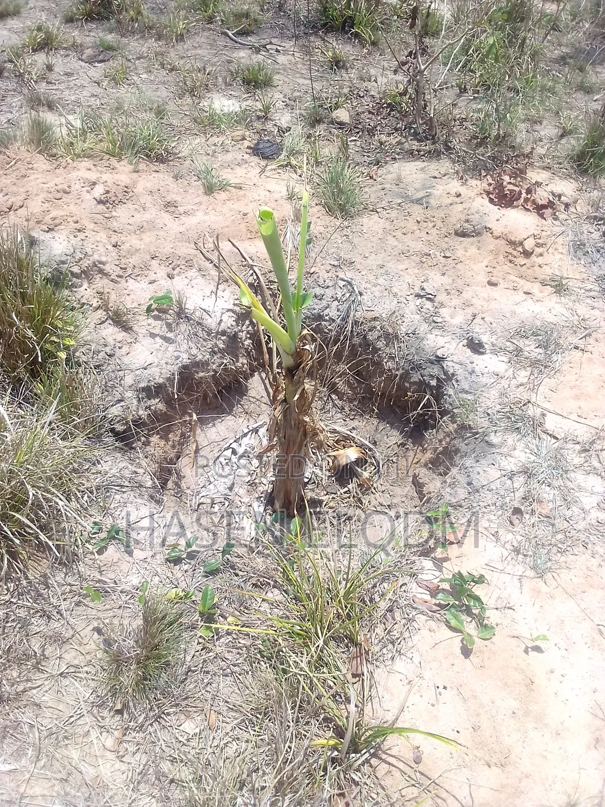 Shamba 2.6 Acre Linakodishwa Farm for Rent in Msanga
