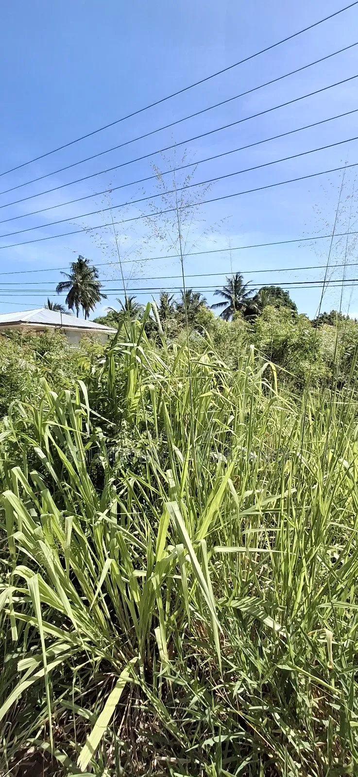 Eneo Linauzwa Kerege Manofu in Bagamoyo