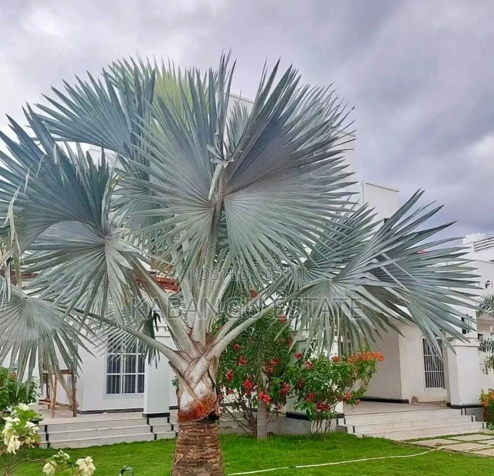 Furnished 4bdrm Villa in Mikocheni Beach for rent in Mikocheni
