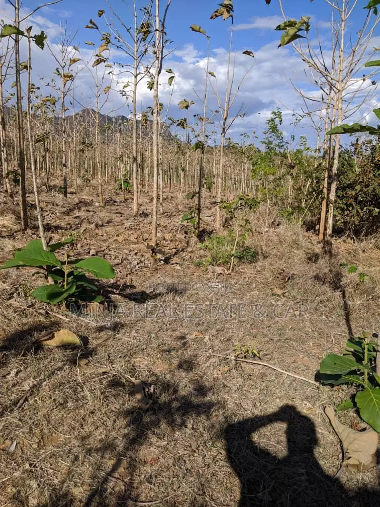 Shamba for Sale at Berega Kilosa Morogoro in Berega