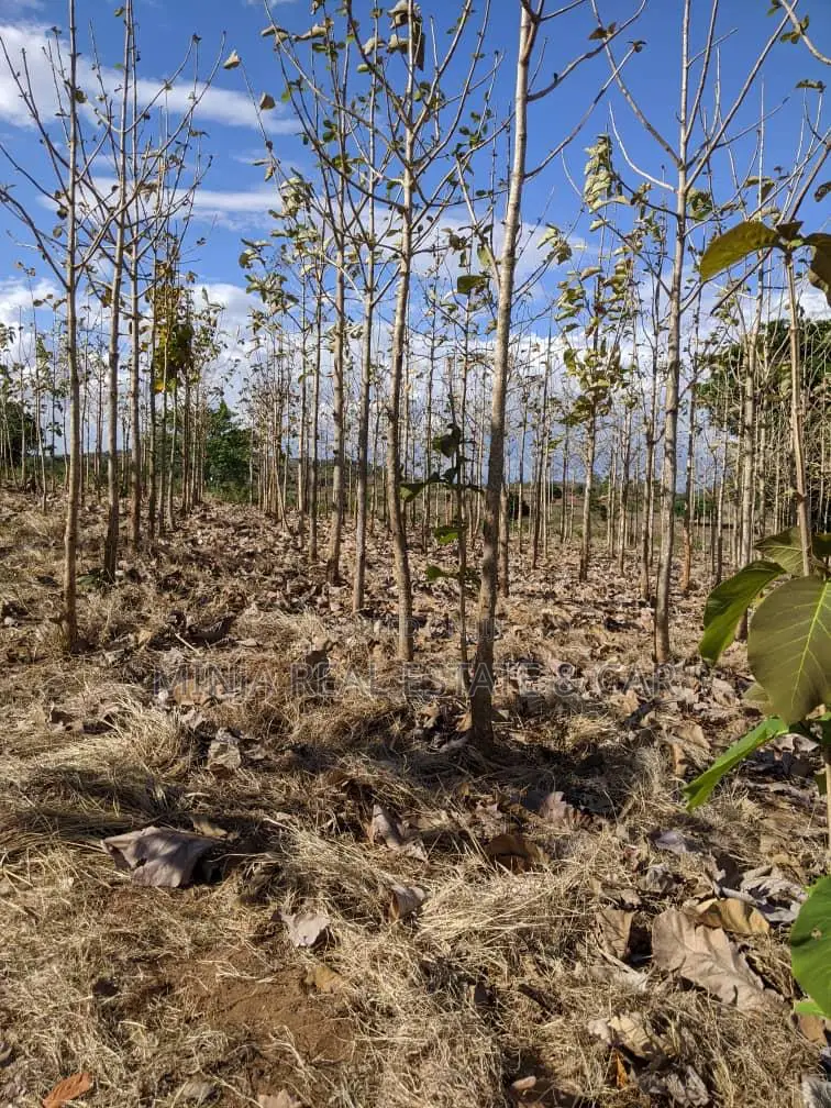 Shamba for Sale at Berega Kilosa Morogoro in Berega