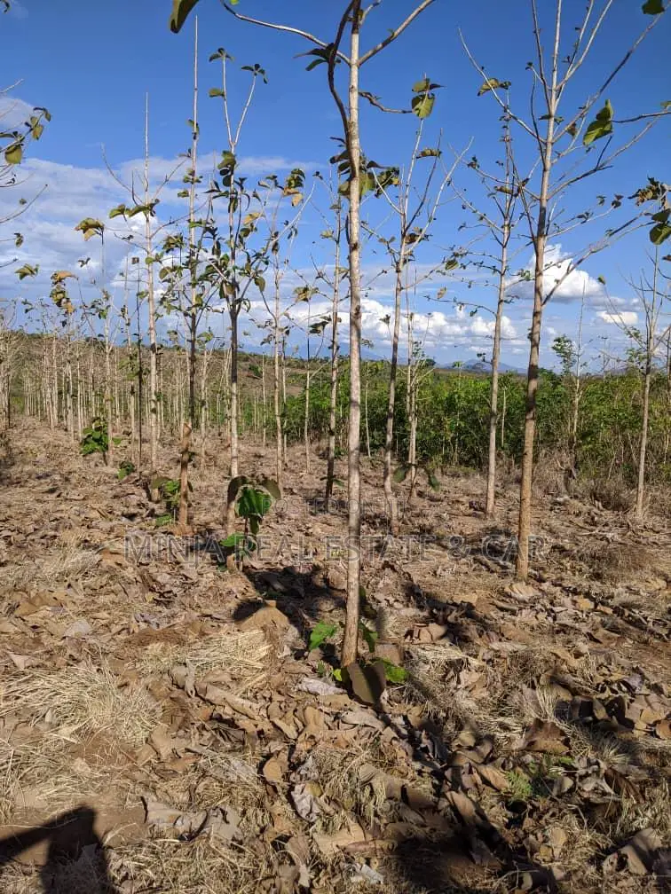 Shamba for Sale at Berega Kilosa Morogoro in Berega