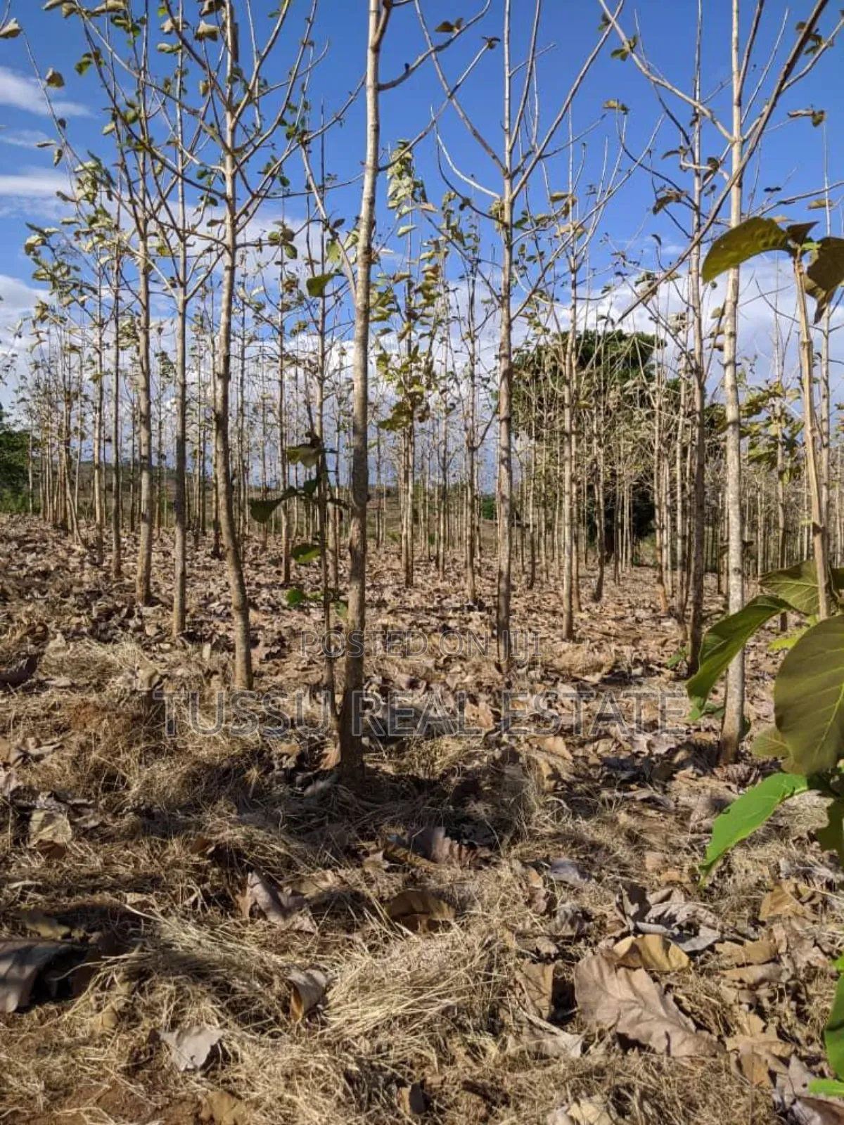 Tree Farmland for Sale at Kilosa Morogoro in Kinondoni