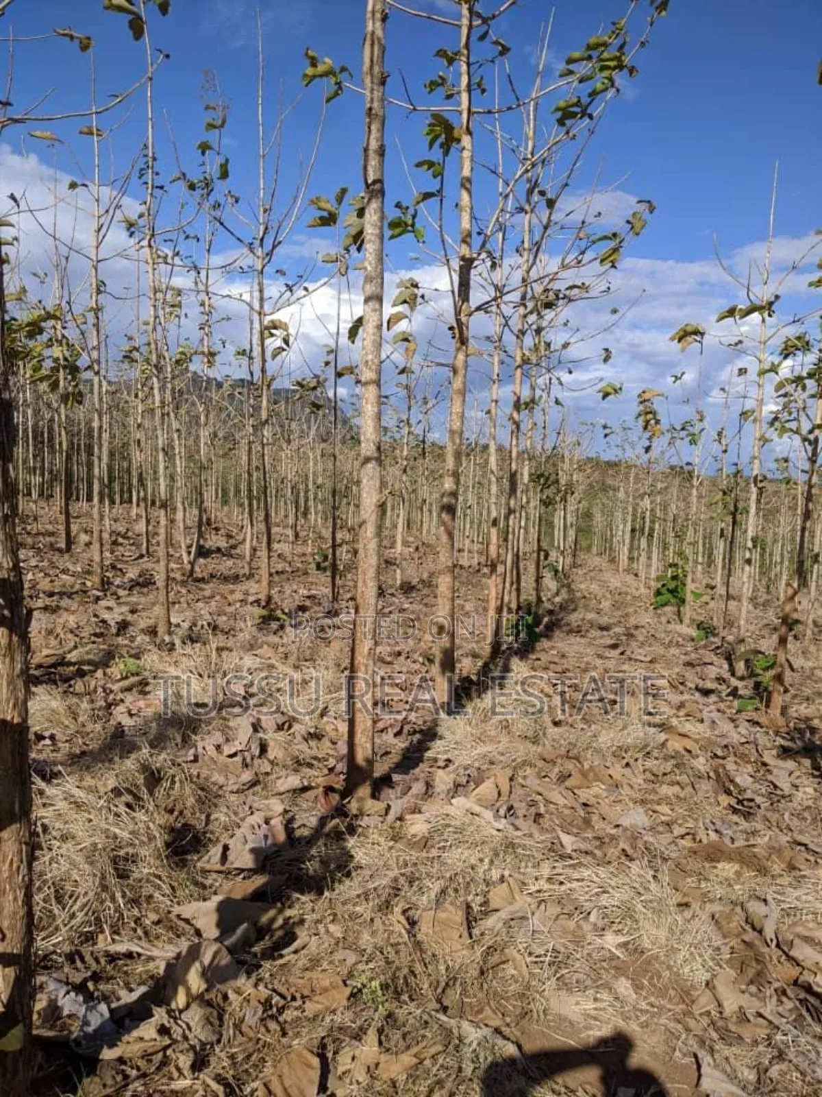 Tree Farmland for Sale at Kilosa Morogoro in Kinondoni