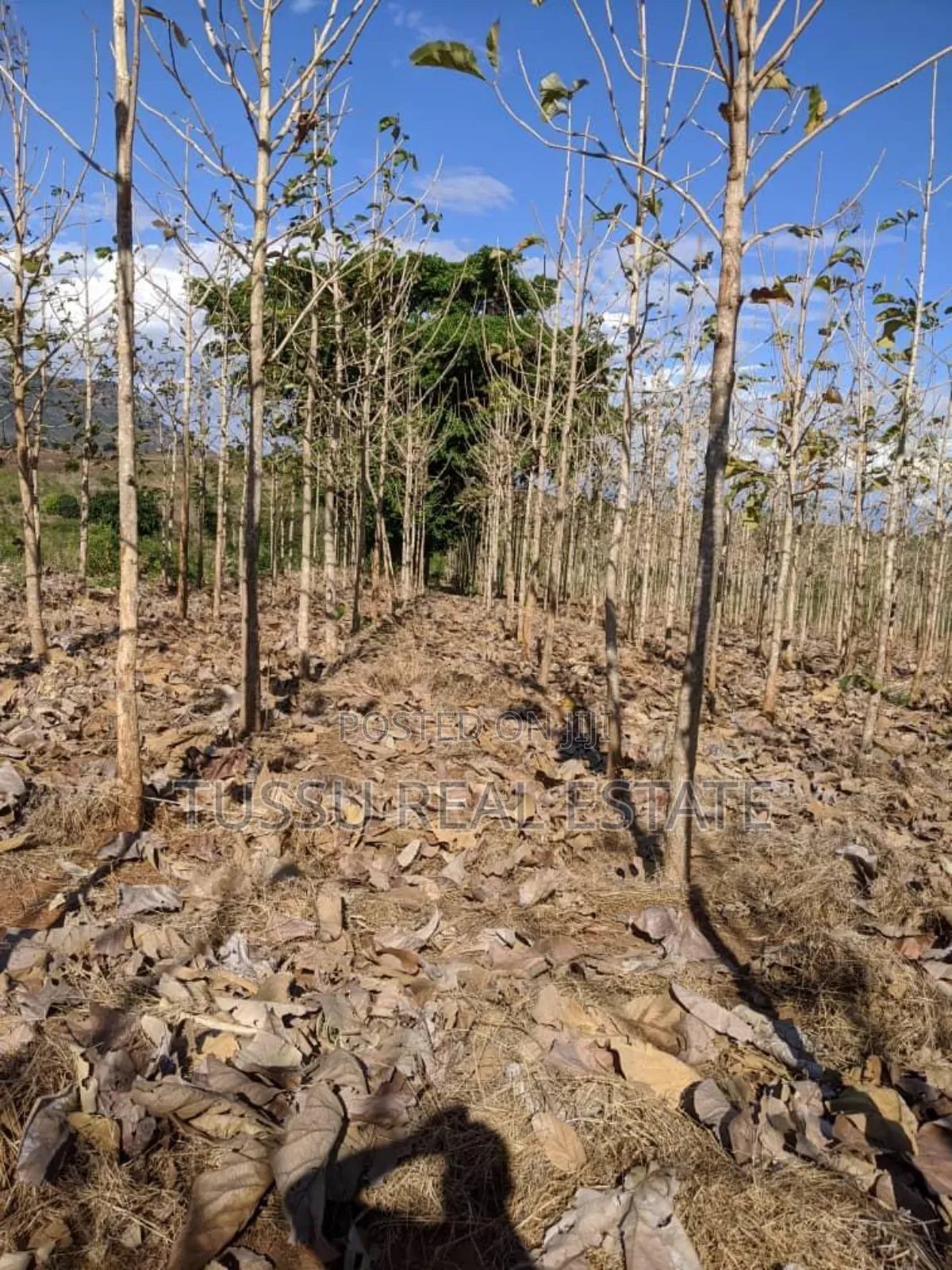 Tree Farmland for Sale at Kilosa Morogoro in Kinondoni