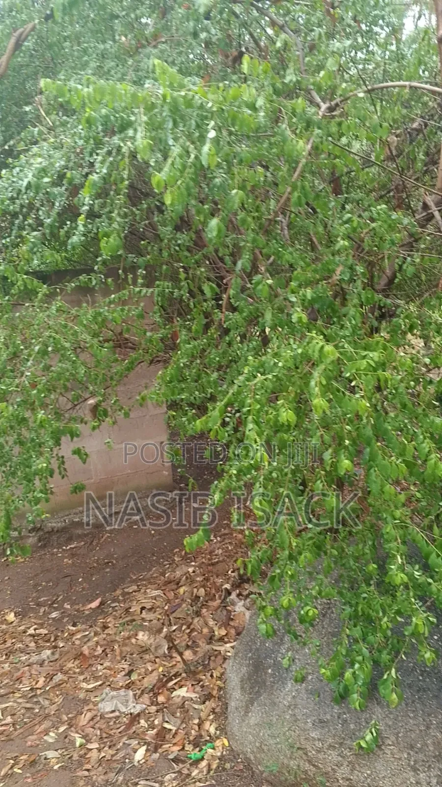 Kiwanja Nyegezi Majengo in Nyamagana