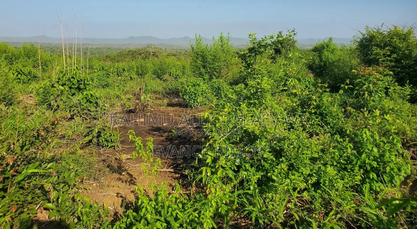 Shamba La Hekari 10 Itigi, Kijiji Cha Doroto, Mita 100 Toka Kwenye Lam in Itigi Mjini