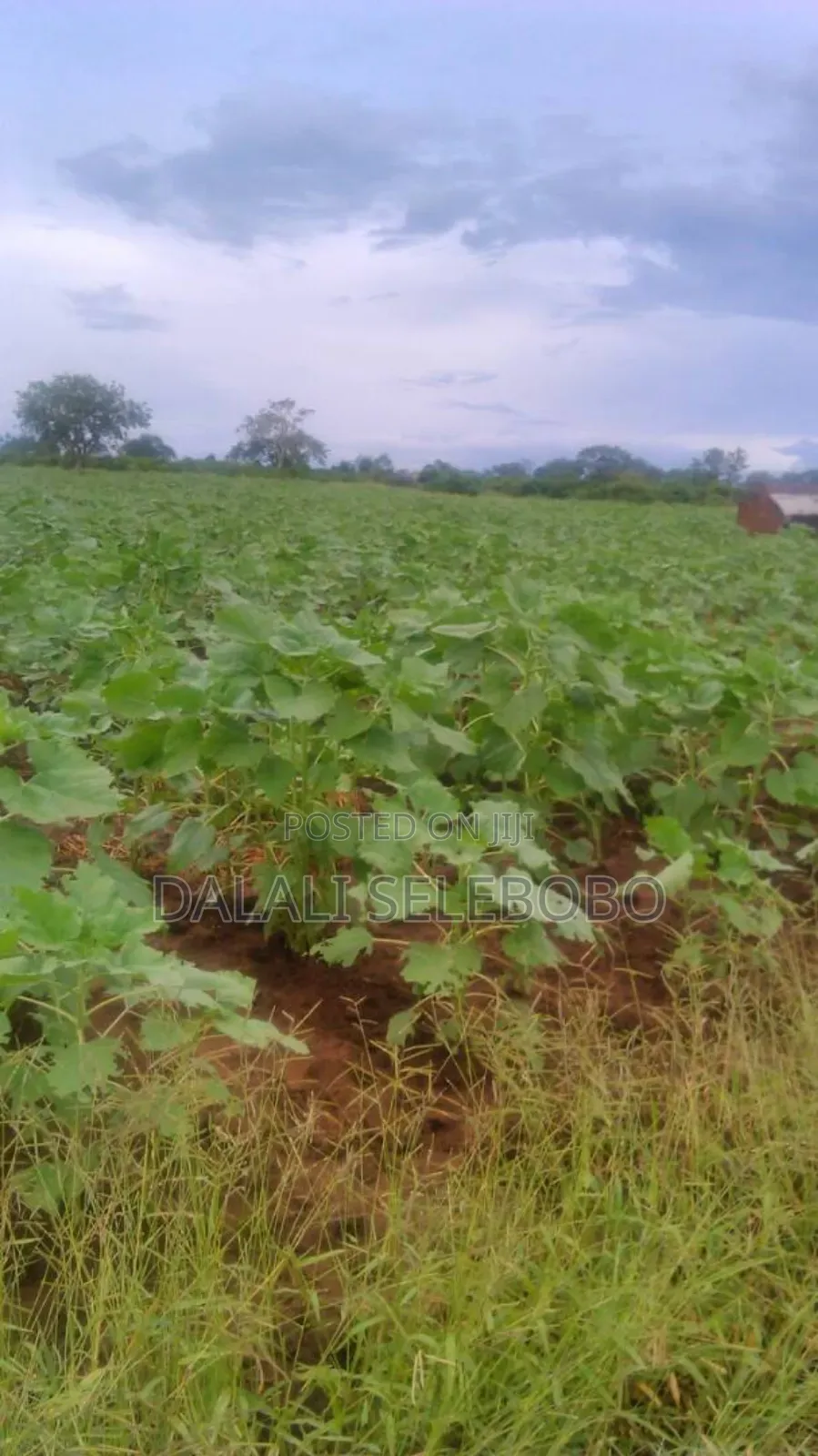 Hectore 330 at Morogoro Sangasanaga in Morogoro Rural