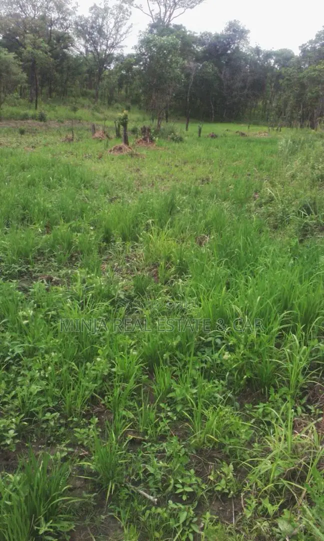 Invest in Rice Farm 130 Acres at Ruvuma Madala. in Mateka