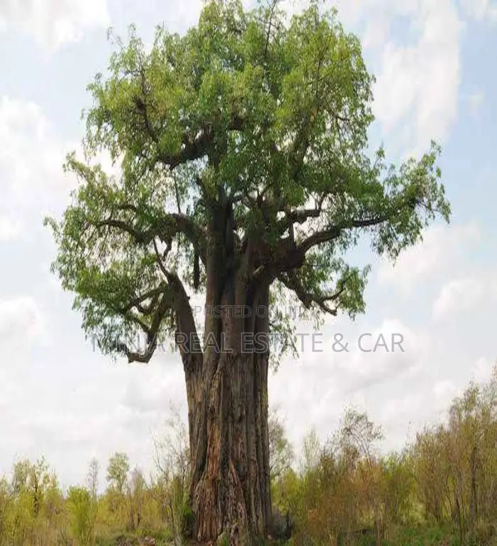 Shamba or Farm for Sale at Fukayosi, Bagamoyo, Pwani Region in Kiwangwa