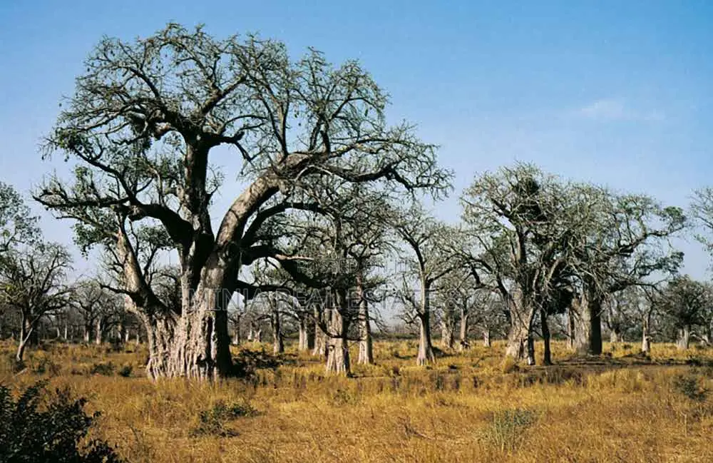 Shamba or Farm for Sale at Fukayosi, Bagamoyo, Pwani Region in Kiwangwa
