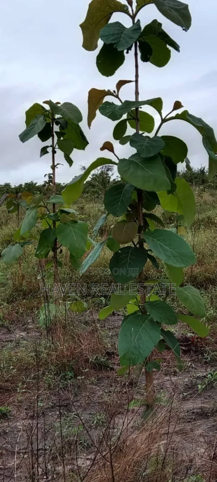 Eneo La Uwekezaji Linauzwa Mkuranga in Mkuranga