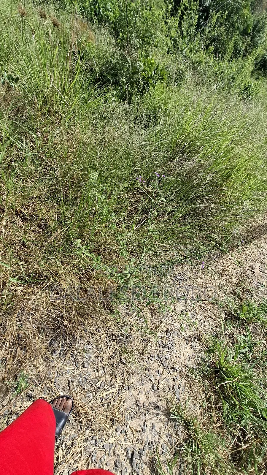 Double Plot at Mapinga Gari MPK Site in Bagamoyo