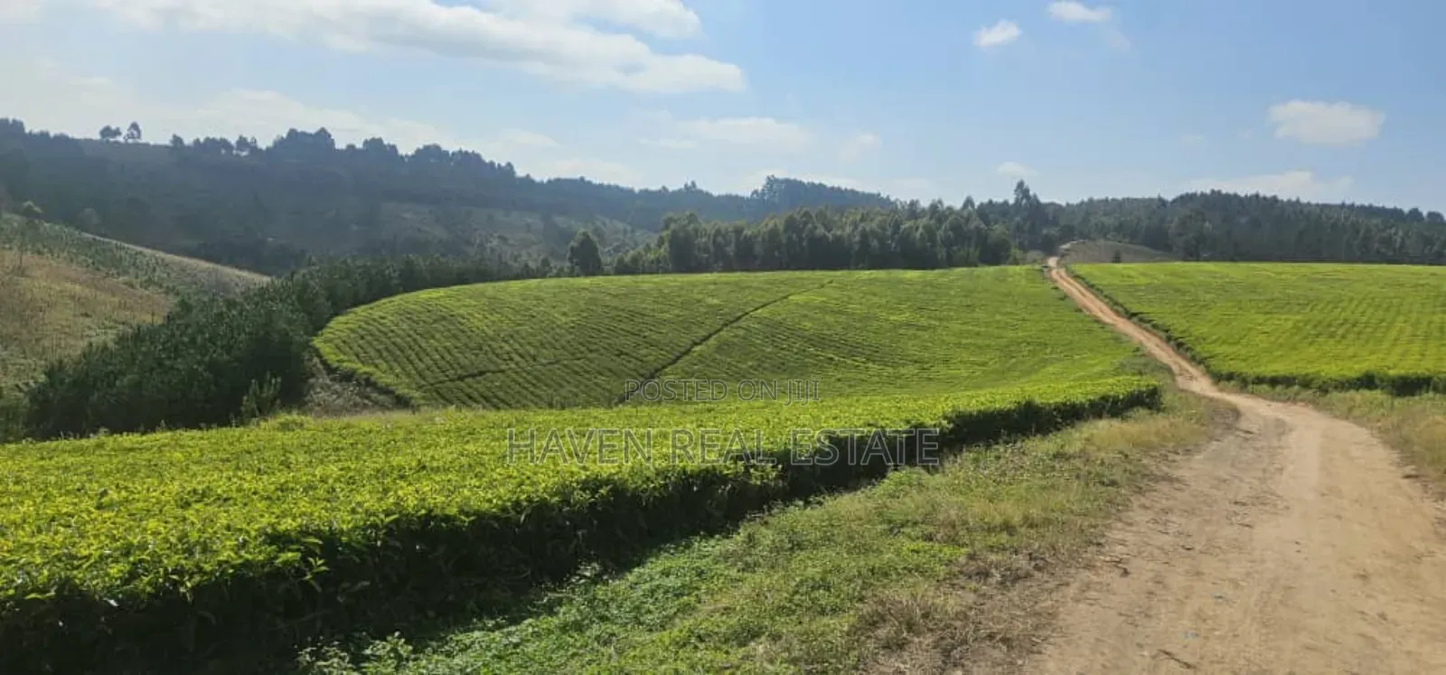 Shamba La Chai Linauzwa Iringa in Iringa