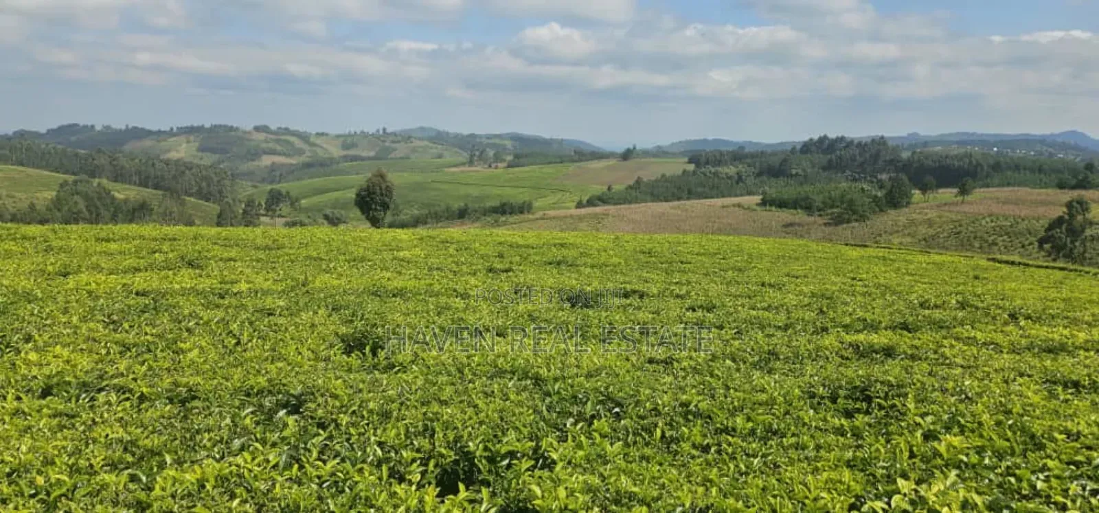 Shamba La Chai Linauzwa Iringa in Iringa