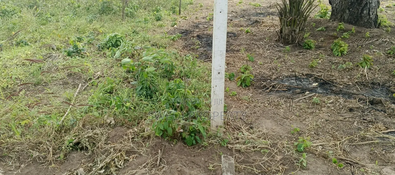 Plot for Sale in Masaki Chole Road in Masaki
