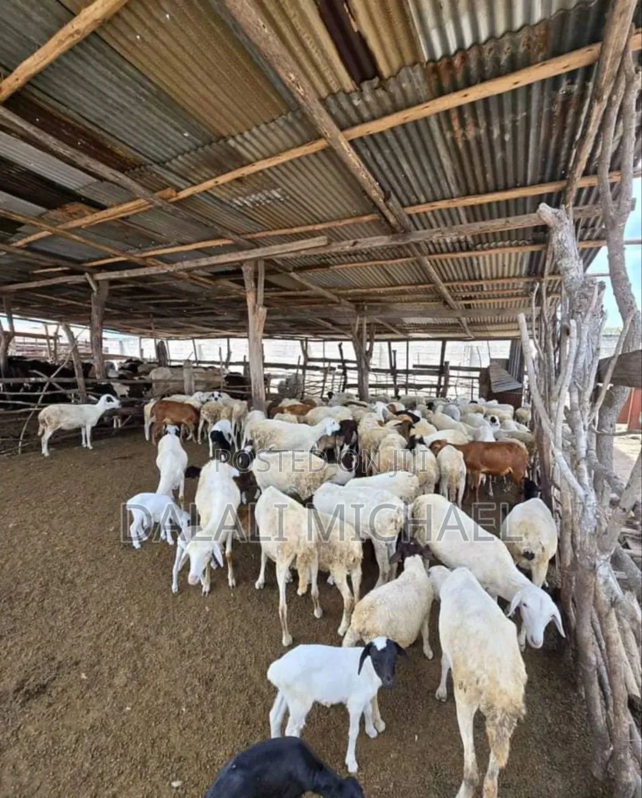 Shamba Linauzwa Bagamoyo Mwavi in Mwavi