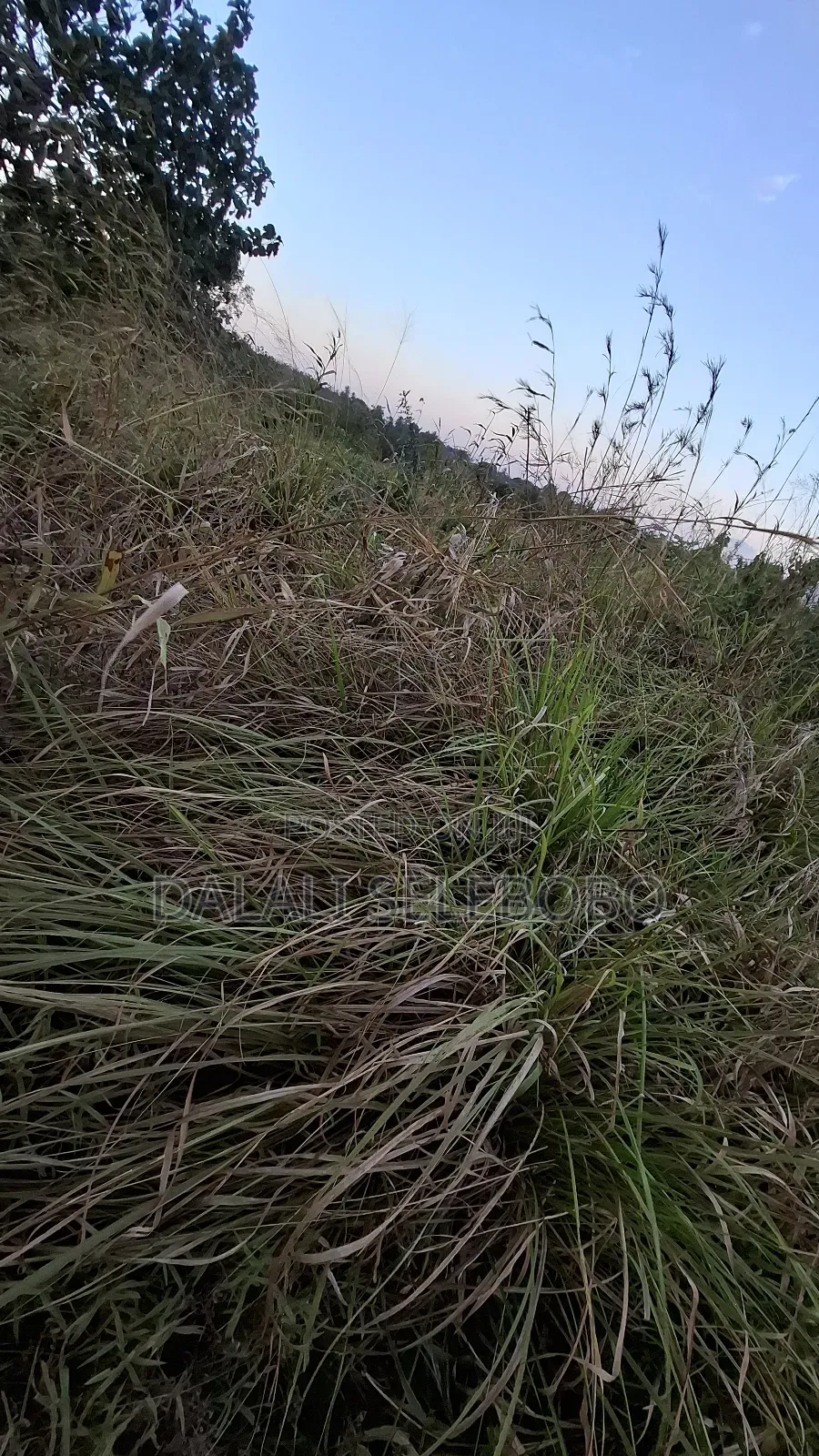 1hector at Vikawe Very Potential Area in Bagamoyo