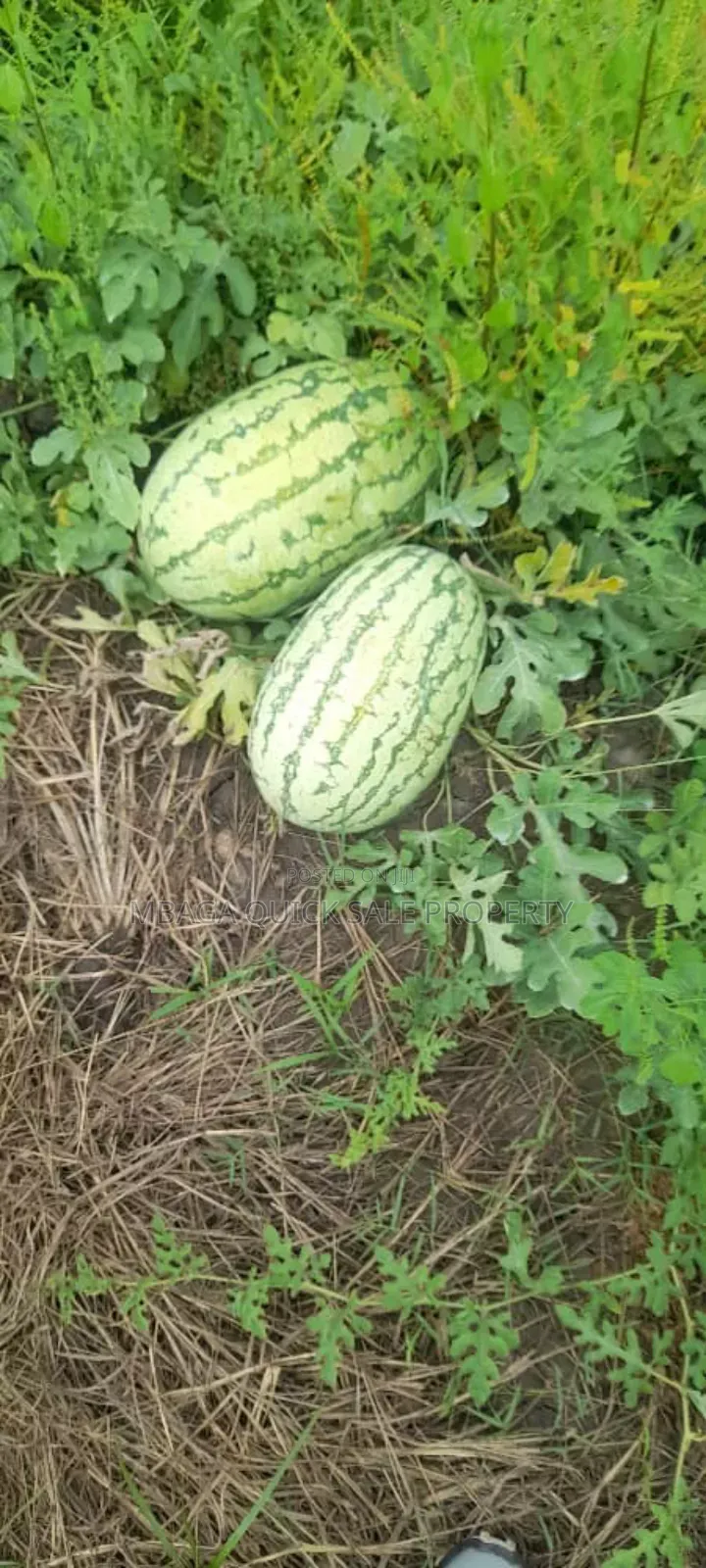 Farm for Sale Along Ruvu River at Vigwaza Coast Region in Ruvu