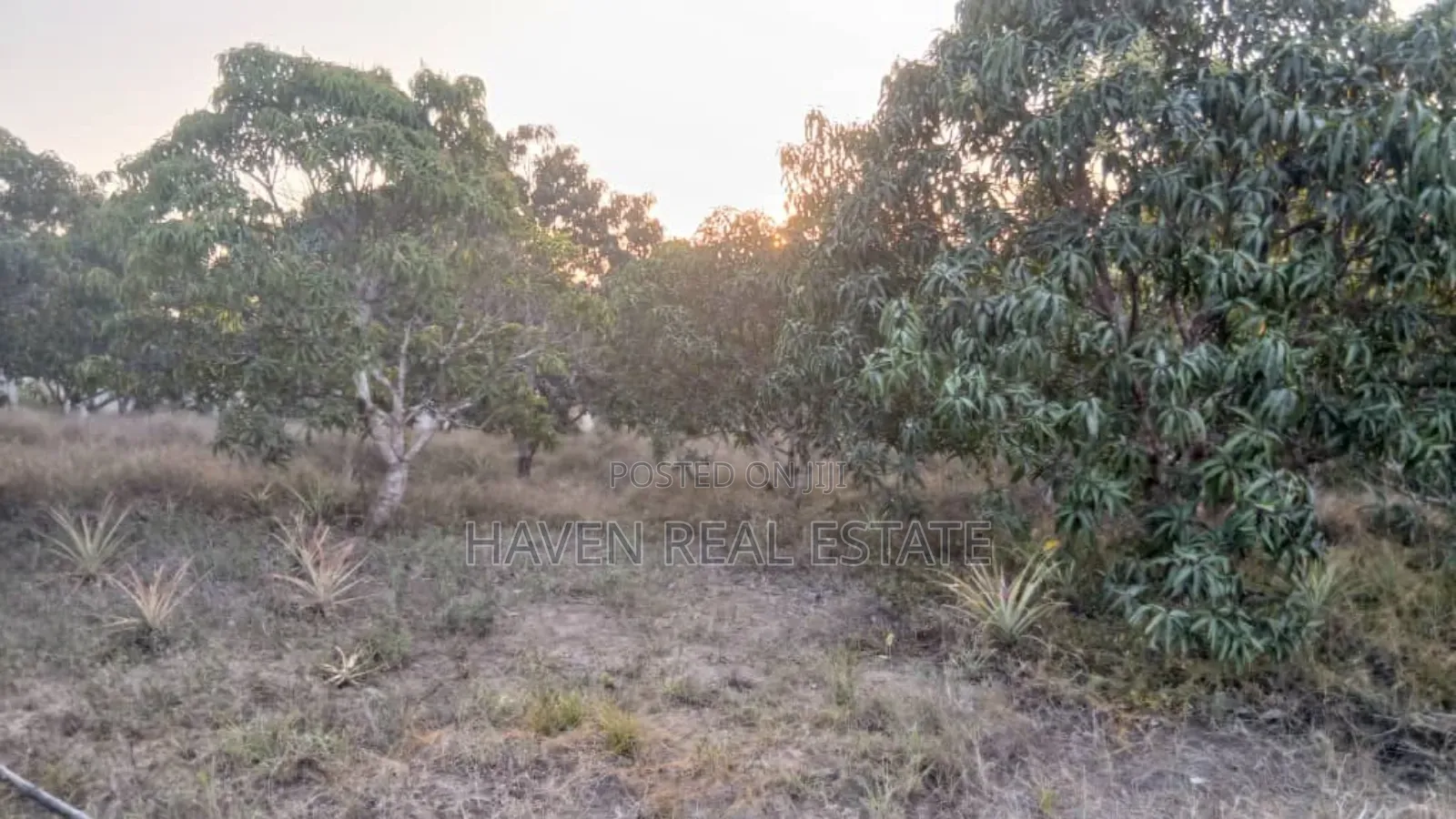1acre Na Miembe Linauzwa Kongowe in Mbagala