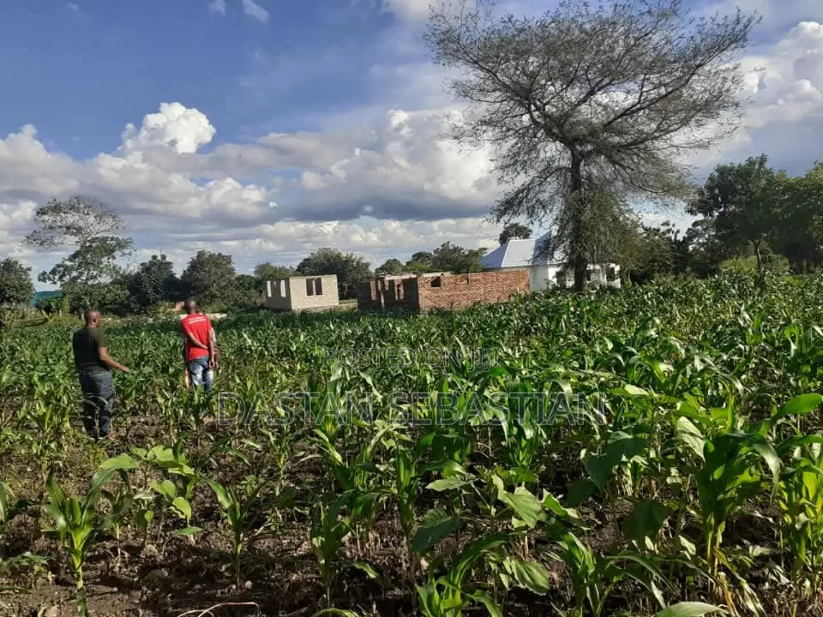 Maji Ya Chai Njia Ya Ng'ombe Na Maroroni in Arusha