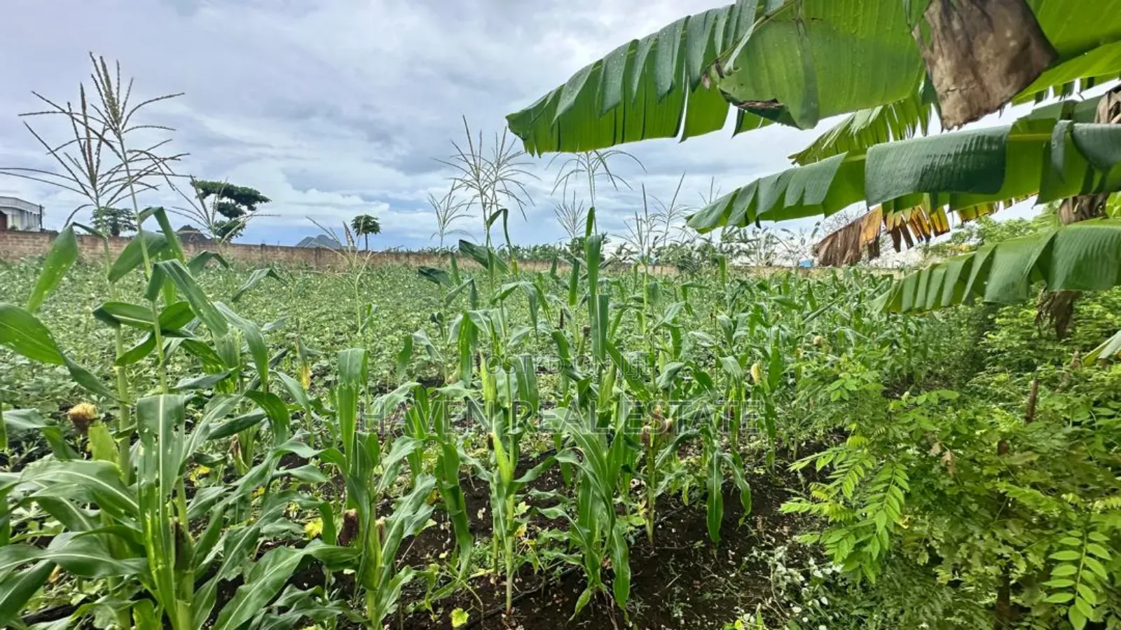 A Main Road Plot for Sale at Buyu Zanzibar in Unguja North